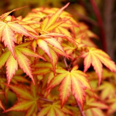 Саджанці клена Катсура (привитий) - 2-річний