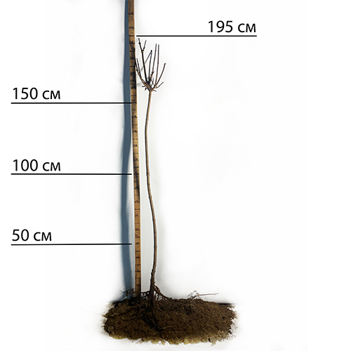 Саджанці клена на штамбі Роял Ред (червонолистий) (привитий) - 2-річний