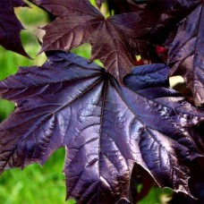 Саджанці клена на штамбі Фассенс Блек (привитий) - 2-річний