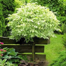 Саджанці клена на штамбі Фламінго (привитий) - 2-річний