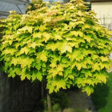 Саджанці клена на штамбі Голден Глоб (привитий) - 2-річний