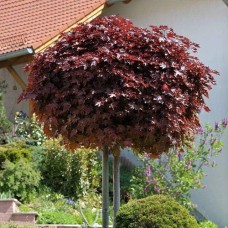 Саджанці клена на штамбі Багряний Король (привитий) - 2-річний