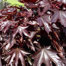 Саджанці клена на штамбі Багряний Вартовий (привитий) - 2-річний