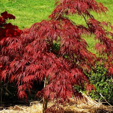 Саджанці клена на штамбі Кримсон Прінсес (привитий) - 2-річний