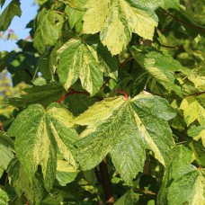 Саджанці клена на штамбі Леопольд (привитий) - 2-річний