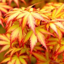 Саджанці клена на штамбі Оранж Дрім (привитий) - 2-річний