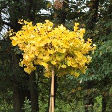 Саджанці клена на штамбі Прінстон Голд (привитий) - 2-річний