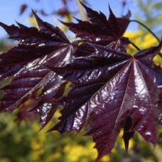 Саджанці клена на штамбі Королівський (привитий) - 2-річний