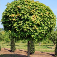 Саджанці клена на штамбі Шаровидний (привитий) - 2-річний