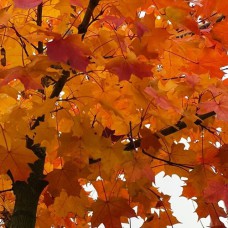 Саджанці клена Норвежський (привитий) - 2-річний