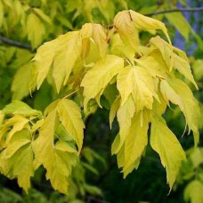 Саджанці клена Одессанум (привитий) - 2-річний