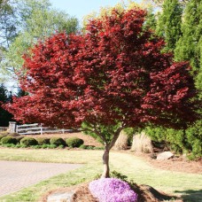 Саджанці клена Пальмовий (привитий) - 2-річний