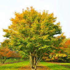 Саджанці клена Польовий (привитий) - 2-річний