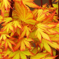 Саджанці клена Помаранчева Мрія (привитий) - 2-річний