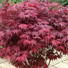 Саджанці клена Пурпурний (привитий) - 2-річний