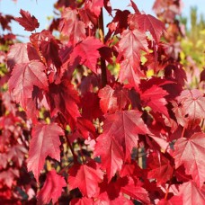Саджанці клена Літній Червоний (привитий) - 2-річний