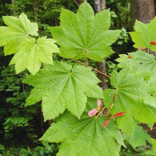 Саджанці клена Завитий (привитий) - 2-річний