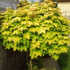 Саджанці клена Золотистий (привитий) - 2-річний
