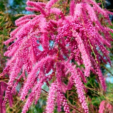 Саджанці кущового тамариксу (черенкований) - 1-річний