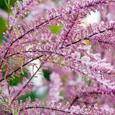 Саджанці тамариксу Французький (черенкований) - 1-річний