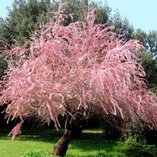 Саджанці тамариксу Гальський (черенкований) - 1-річний