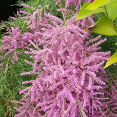 Саджанці тамариксу Глоу (черенкований) - 1-річний