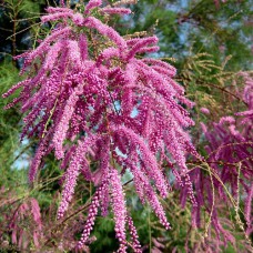 Саджанці тамариксу Пінк Каскад (черенкований) - 1-річний