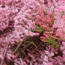 Саджанці тамариксу Літнє Сяйво (черенкований) - 1-річний