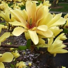 Саджанці магнолії Батерфляй (привитий) - 3-річний