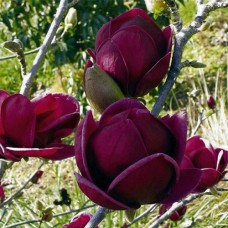 Саджанці магнолії Блек Тюліп (привитий) - 3-річний