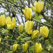 Саджанці магнолії Дафне (привитий) - 3-річний