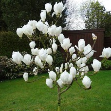 Саджанці магнолії Дабл Вайт (привитий) - 3-річний