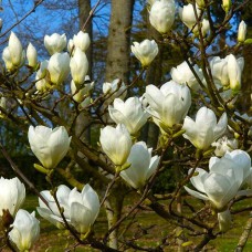 Саджанці магнолії Джейд Лемп (привитий) - 3-річний