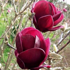 Саджанці магнолії Джені (привитий) - 3-річний