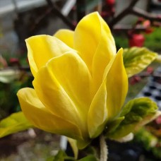 Саджанці магнолії Еллоу Берд (привитий) - 3-річний