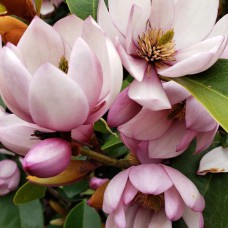 Саджанці магнолії Феєричний Кремовий Рум'янець (привитий) - 3-річний