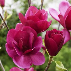 Саджанці магнолії Фелікс (привитий) - 3-річний