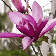 Саджанці магнолії Галаксі (привитий) - 3-річний