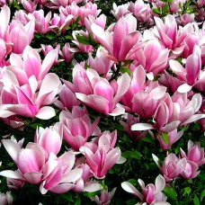 Саджанці магнолії Небесний Аромат (привитий) - 3-річний