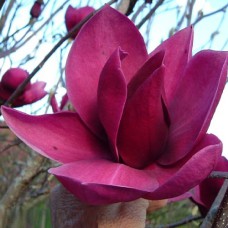 Саджанці магнолії Клеопатра (привитий) - 3-річний