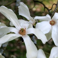 Саджанці магнолії Кобус (привитий) - 3-річний