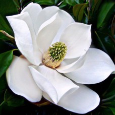 Саджанці магнолії Королівська (привитий) - 3-річний