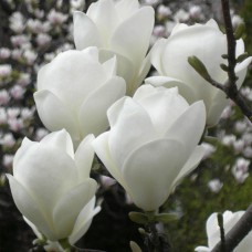 Саджанці магнолії Ленне Біла (привитий) - 3-річний