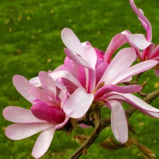 Саджанці магнолії Леонард Мессі (привитий) - 3-річний