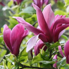 Саджанці магнолії Лілієквіткова (привитий) - 3-річний