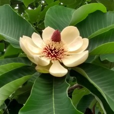 Саджанці магнолії Оберненояйцеподібна (привитий) - 3-річний