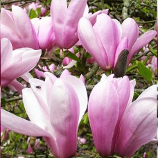 Саджанці магнолії Пінкі (привитий) - 3-річний