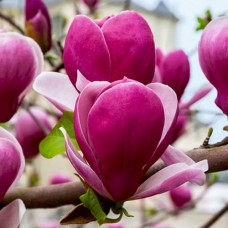Саджанці магнолії Рустіка Рубра (привитий) - 3-річний