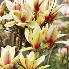 Саджанці магнолії Санрайз (привитий) - 3-річний