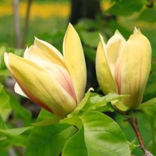 Саджанці магнолії Сенсація (привитий) - 3-річний